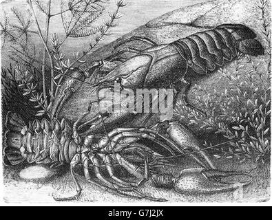 Astacus astacus, Européen, de l'écrevisse l'écrevisse noble, illustration de livre daté 1904 Banque D'Images