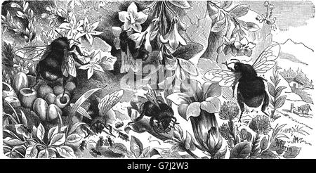 Bombus terrestris, buff-tailed bumblebee, Bombus lapidarius, Red-tailed bumblebee, illustration de livre daté 1904 Banque D'Images