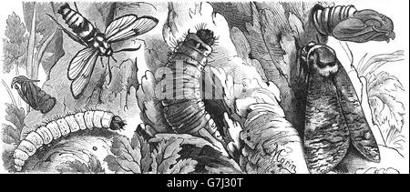 Trochilium apiforme, Cossus cossus, la chèvre d'amphibien, illustration de livre daté 1904 Banque D'Images