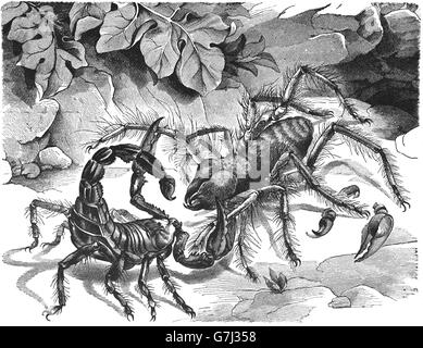 Scorpion et Galeodes araneoides, illustration de livre daté 1904 Banque D'Images