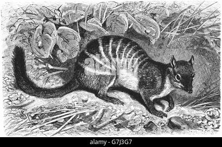 Numbat, Myrmecobius fasciatus, bagués anteater, walpurti, illustration de livre daté 1904 Banque D'Images