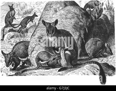 Yellow-footed rock wallaby, Petrogale xanthopus-, Macropodidae, illustration de livre daté 1904 Banque D'Images