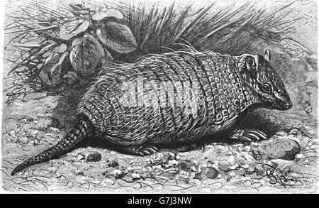 Six-banded armadillo, Euphractus sexcinctus jaune, armadillo, illustration tirée du livre 1904 Banque D'Images