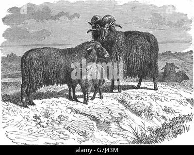 Les moutons, Ovis aries, illustration de livre daté 1904 Banque D'Images