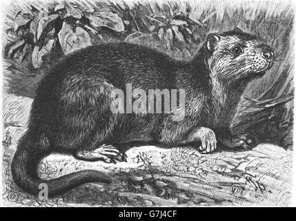 Desmarest, Capromys pilorides hutia de Cuba, de l'illustration, hutia du livre 1904 Banque D'Images