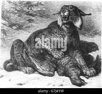 Le lynx d'Eurasie, Lynx lynx, félidés, Felinae, illustration de livre en date du 1904 Banque D'Images