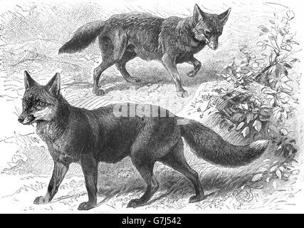 Le renard roux, Vulpes vulpes et chacal, Canis aureus, illustration de livre daté 1904 Banque D'Images