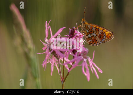 Cranberry Fritillary Perlmutterfalter Banque D'Images