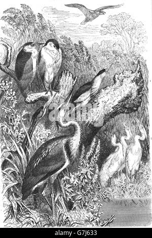 Héron cendré, héron pourpré, bihoreau gris Blongios nain, aigrette garzette, illustration de livre daté 1904 Banque D'Images