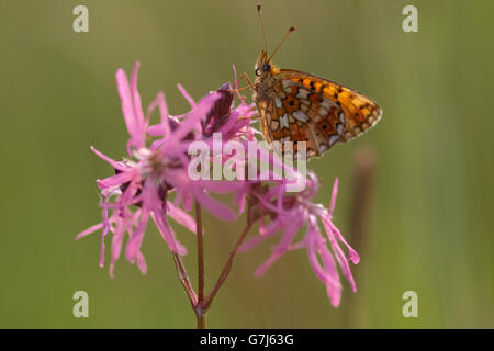 Cranberry Fritillary Perlmutterfalter Banque D'Images