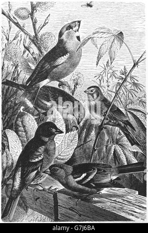 Coccothraustes coccothraustes Hawfinch, Cygne tuberculé,, Chloris chloris, common linnet, Linaria cannabina, pinson, Frin Banque D'Images