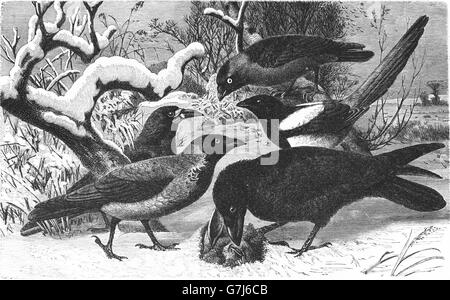 Western jackdaw, Corvus monedula, tour, Corvus frugilegus, hooded crow (Corvus cornix, Pie bavarde, Pica pica, le grand corbeau, Banque D'Images