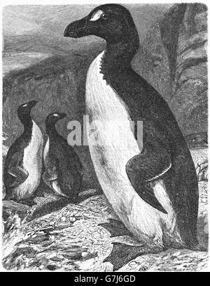 Grand Pingouin Pinguinus impennis, illustration de livre, datée du 1904 Banque D'Images