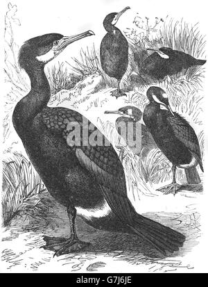 Grand cormoran Phalacrocorax carbo, illustration de livre daté 1904 Banque D'Images