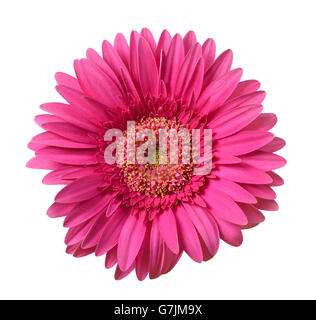 Gerbera rose isolé sur fond blanc Banque D'Images