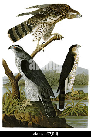 1 L'Autour des palombes, Accipiter gentilis, 2 Cooper s, Hawk Accipiter cooperii, oiseaux, 1827 - 1838 Banque D'Images