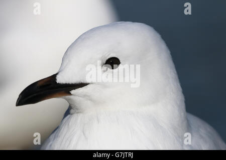 Close up of juvenile Chef gull silver Banque D'Images