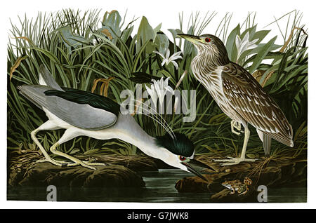 Bihoreau gris Nycticorax nycticorax, oiseaux, 1827 - 1838 Banque D'Images