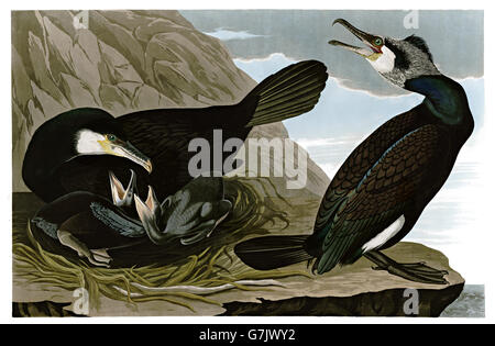 Grand cormoran Phalacrocorax carbo, oiseaux, 1827 - 1838 Banque D'Images