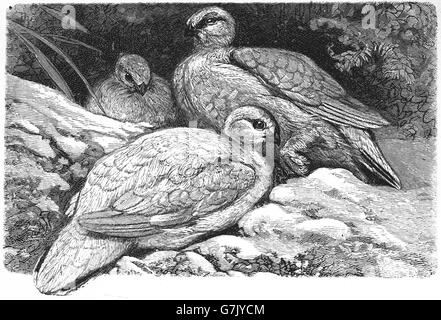 Lagopède, Lagopus muta, illustration de livre daté 1904 Banque D'Images