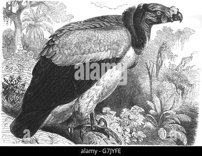 King vulture, Sarcoramphus papa, illustration de livre daté 1904 Banque D'Images