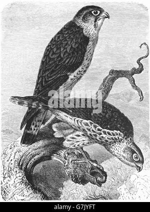 Merlin, Falco columbarius, pigeon hawk, illustration de livre daté 1904 Banque D'Images