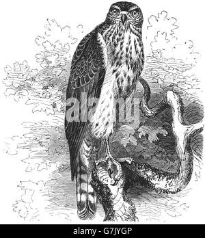 L'Autour des palombes, Accipiter gentilis, illustration de livre daté 1904 Banque D'Images