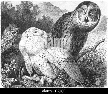 Bubo scandiacus Snowy Owl, et la chouette lapone Strix nebulosa, illustration de livre, datée du 1904 Banque D'Images