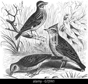 Alouette des champs, Alauda arvensis, Lullula arborea, woodlark, crested lark Galerida cristata, illustration de livre, datée du 1904 Banque D'Images