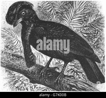 Amazonian umbrellabird, Cephalopterus ornatus, illustration de livre daté 1904 Banque D'Images