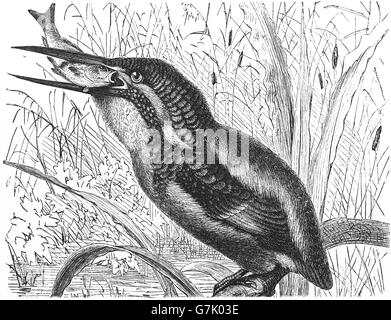 Kingfisher Alcedo atthis, commune, illustration de livre en date du 1904 Banque D'Images