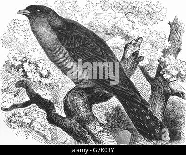 Cuculus canorus Common cuckoo, illustration de livre, datée du 1904 Banque D'Images