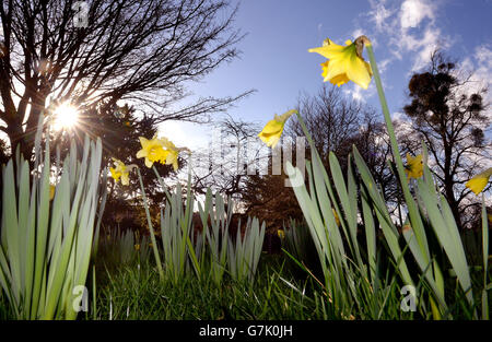 Les jonquilles se font jour au Hampton court Palace, dans le Surrey, lorsque les vents de cent kilomètres d'heure et la neige abondante ont amené la misère aux gens qui voyagent à travers le pays, avec certains conducteurs bloqués la nuit après la fermeture d'une route importante. Banque D'Images