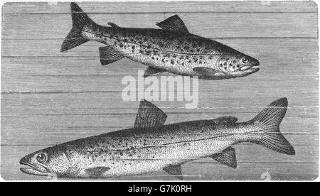 La truite brune (Salmo trutta et Danube, saumons du Danube, Hucho hucho, illustration de livre daté 1904 Banque D'Images