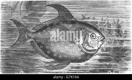 Lampris guttatus, dieux, Cravo, moonfish, kingfish, Jérusalem l'aiglefin, l'illustration de livre en date du 1904