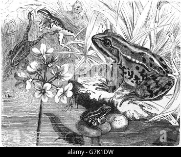 Grenouille comestible, Pelophylax esculentus, Rana esculenta, illustration de livre daté 1904 Banque D'Images