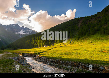 Ruisseau coule à travers blooming prairie alpine et verdoyant situé au milieu de forêts de montagnes de haute altitude au soleil. Vallée d' Banque D'Images