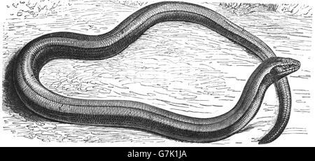 Anguis fragilis, slow worm, illustration tirée du livre 1904 Banque D'Images