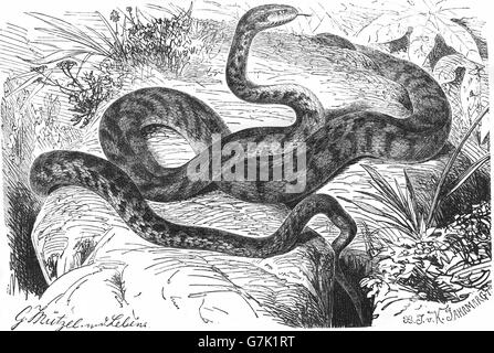 Chat européen, serpent, serpent Soosan Telescopus fallax, illustration de livre daté 1904 Banque D'Images