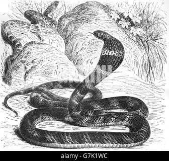 King Cobra, Ophiophagus hannah, illustration de livre daté 1904 Banque D'Images