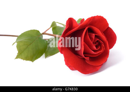 Fleur rose rouge isolé sur fond blanc Banque D'Images