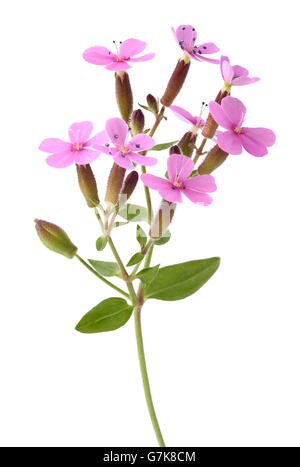 Soapwort isolé sur fond blanc Banque D'Images