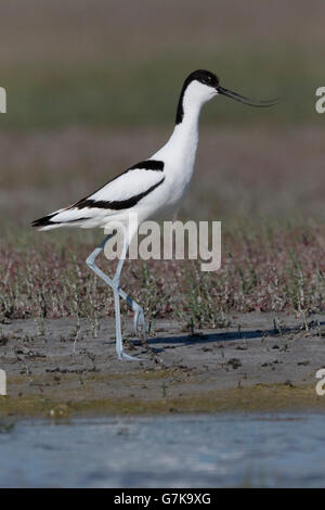 Avocette élégante Recurvirostra avosetta, oiseau seul, sur le sol, Roumanie, Juin 2016 Banque D'Images