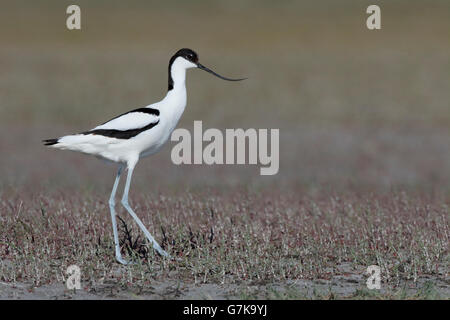 Avocette élégante Recurvirostra avosetta, oiseau seul, sur le sol, Roumanie, Juin 2016 Banque D'Images