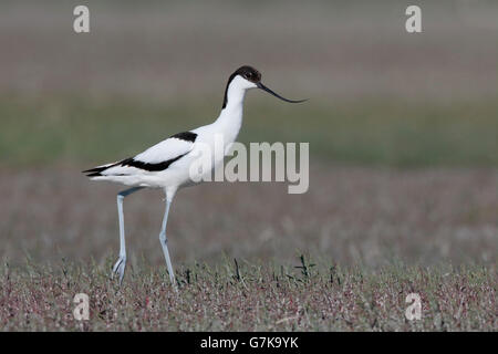 Avocette élégante Recurvirostra avosetta, oiseau seul, sur le sol, Roumanie, Juin 2016 Banque D'Images