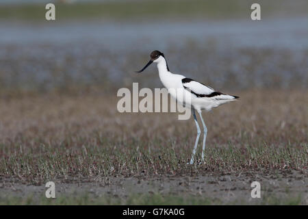 Avocette élégante Recurvirostra avosetta, oiseau seul, sur le sol, Roumanie, Juin 2016 Banque D'Images