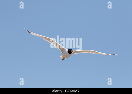 Pallas's Gull (Larus ichthyaetus, seul oiseau en vol, Roumanie, Juin 2016 Banque D'Images