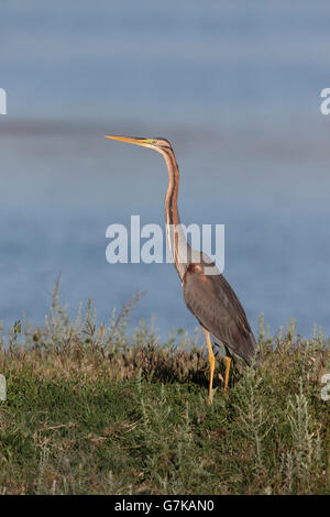 Héron pourpré Ardea purpurea, seul oiseau par l'eau, Roumanie, Juin 2016 Banque D'Images