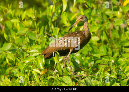 Aramus guarauna Limpkin, San Blas Nayarit, Mexique 28 mars Hot Aramidae Banque D'Images