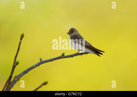 Northern Rough-winged Swallow Stelgidopteryx serripennis Tepic, Nayarit, Mexique 6 juin des profils avec de la nourriture. Hirundidae Banque D'Images